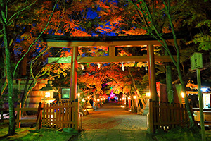 大原野神社 紅葉 ライトアップ