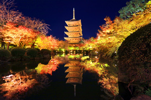 京都 紅葉ライトアップ 東寺