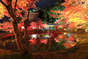 京都　高台寺　紅葉　ライトアップ　高画質写真