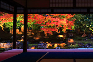 圓徳院 紅葉 ライトアップ