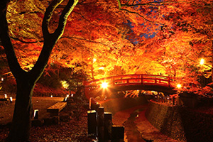 北野天満宮 御土居の史跡 紅葉 ライトアップ