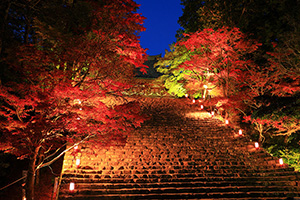 京都　高雄　神護寺　紅葉　ライトアップ