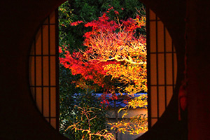 雲龍院 紅葉 ライトアップ