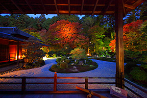 曼殊院 紅葉 ライトアップ
