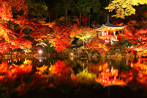 醍醐寺 紅葉 ライトアップ