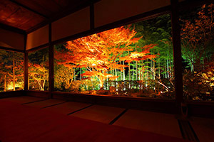 宝泉院 紅葉 ライトアップ