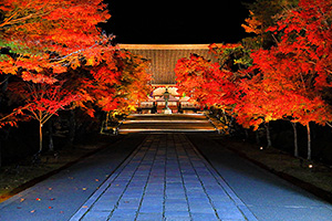 仁和寺 紅葉 ライトアップ