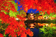 京都　紅葉　ライトアップ　高画質画像