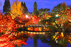 京都の紅葉　ライトアップ