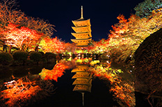 京都　紅葉　ライトアップ　画像