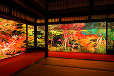 京都　紅葉　ライトアップ　写真