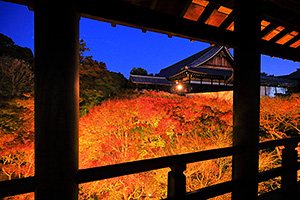 東福寺 紅葉 ライトアップ