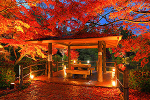 京都府立植物園 紅葉 ライトアップ