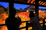 京都　紅葉　旅行　ライトアップ