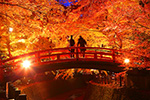 京都　紅葉　観光　ライトアップ