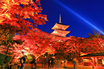 京都　紅葉　塔　ライトアップ