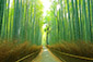 嵐山　竹林　画像