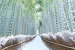 嵐山竹林の雪景色
