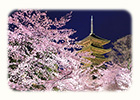 京都　桜　ライトアップ