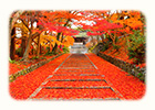 京都　紅葉　絶景