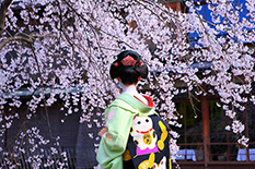 京都　桜　舞妓