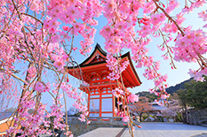 京都　桜　画像