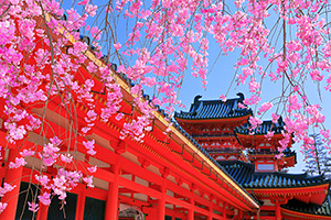 京都　桜　平安神宮