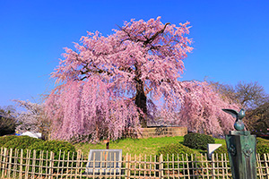 京都　桜　円山公園