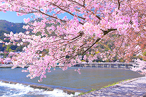 京都の桜　嵐山