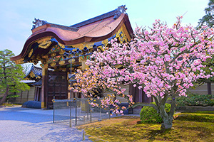 京都の桜　二条城
