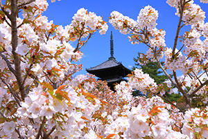 京都　桜名所　仁和寺
