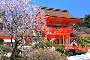 京都　桜　上賀茂神社