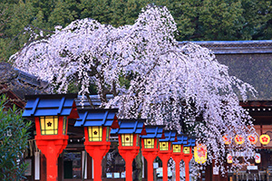 京都　桜　平野神社