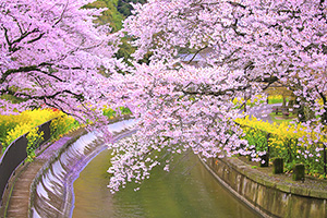 京都　桜　菜の花　山科疏水