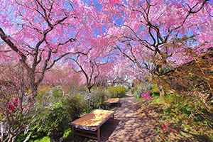 京都の桜　原谷苑