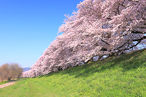 京都　桜並木　背割堤