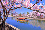 京都　桜　画像