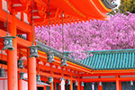 京都　桜　写真