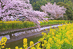京都　桜　菜の花