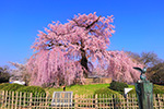 京都　桜　円山公園