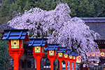 京都　桜　灯籠