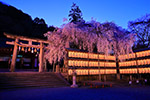 京都　桜　提灯