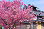 京都　おかめ桜