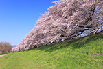 京都　桜並木
