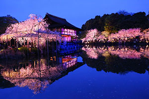 平安神宮　夜桜　ライトアップ　高画質画像