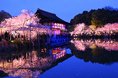 京都　桜　ライトアップ　画像
