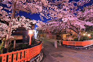 京都の桜ライトアップ