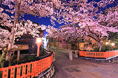 京都　桜　ライトアップ　写真