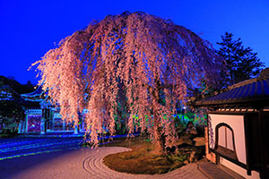 高台寺　夜桜　ライトアップ