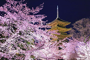 京都　桜　ライトアップ